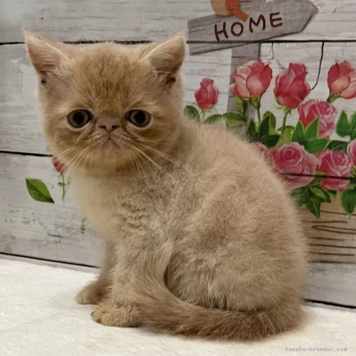 ID:2408-00661の子猫