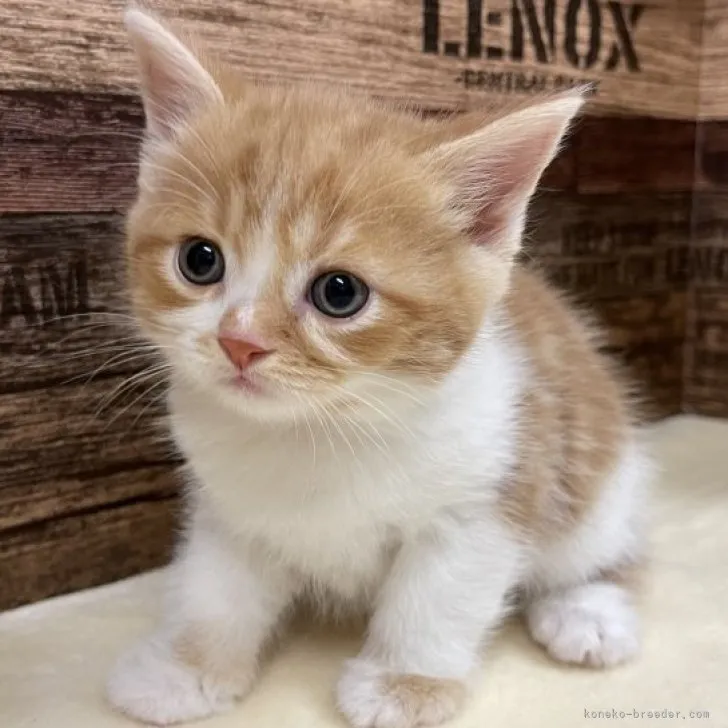 ID:2305-02151の子猫