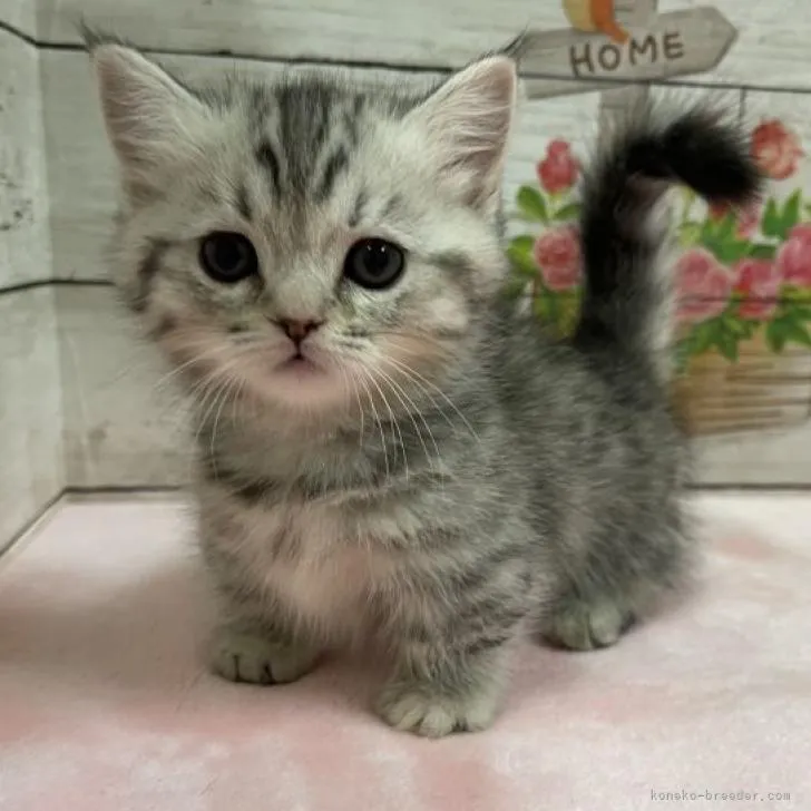 ID:2301-01495の子猫