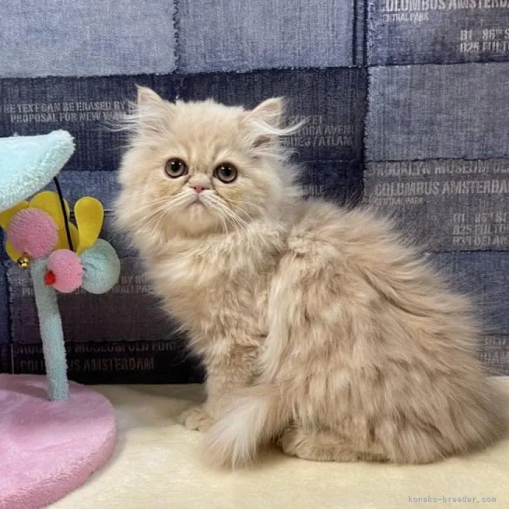 ID:2210-01427の子猫