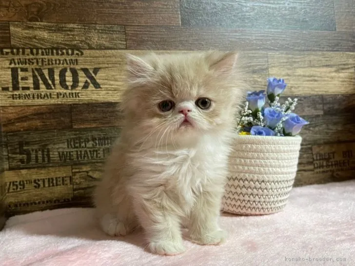 ID：2204-01863の子猫