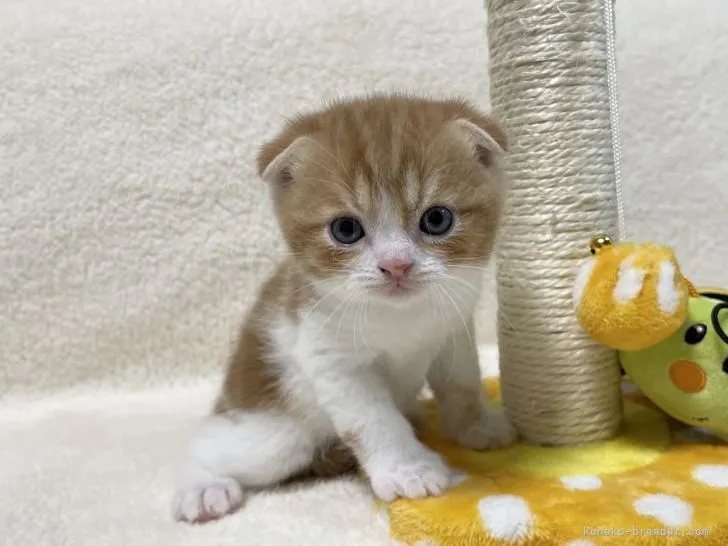 ID:2108-01160の子猫