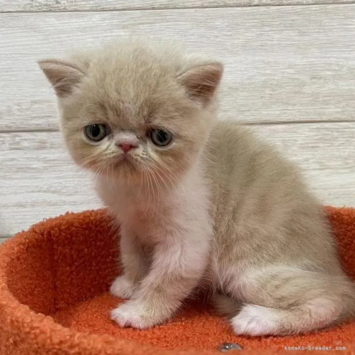 ID:2208-01464の子猫