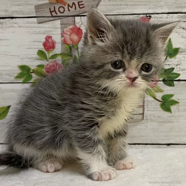 ID:2403-01996の子猫