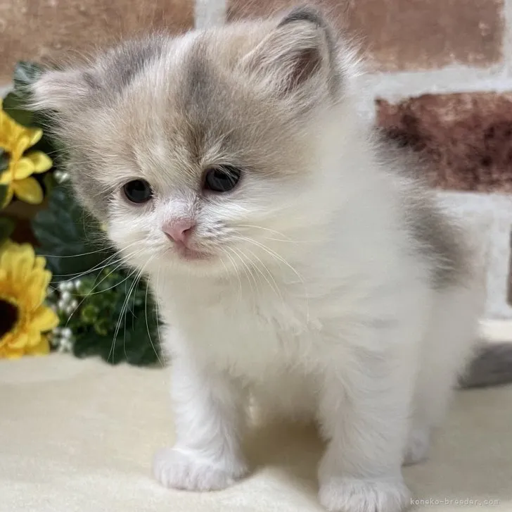 ID：2307-03435の子猫