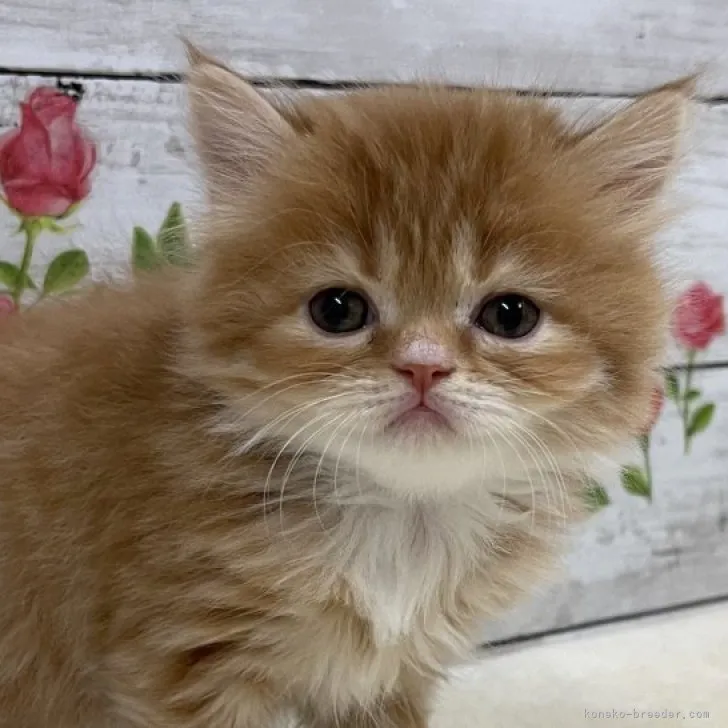 ID:2311-01148の子猫