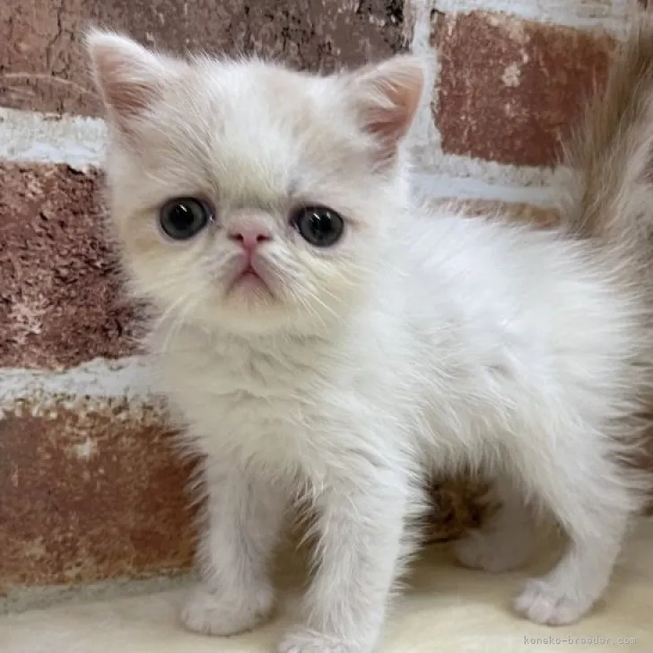 ID:2308-01698の子猫