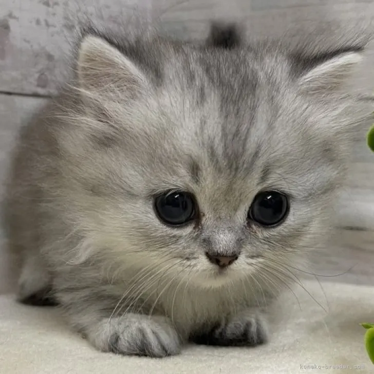 ID:2306-01272の子猫