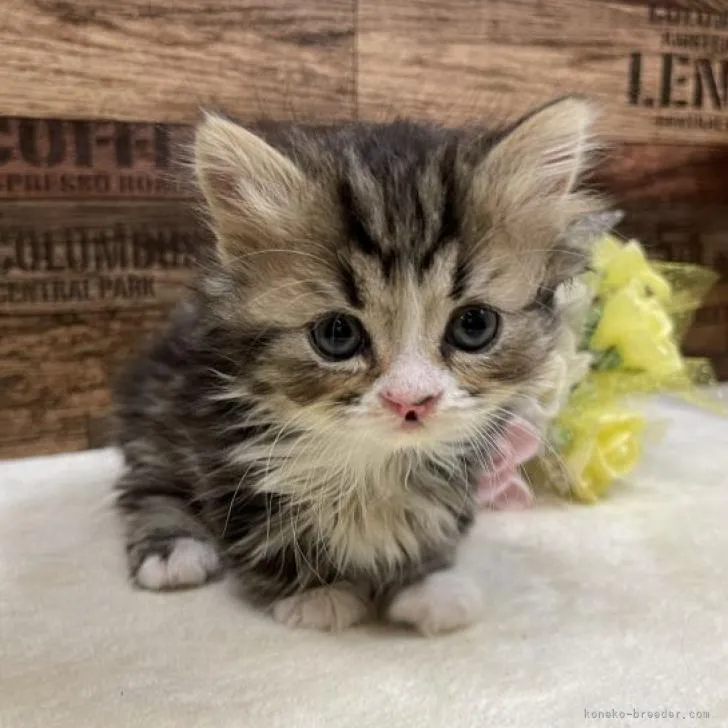 ID：2301-00098の子猫