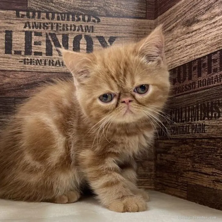 ID：2207-03165の子猫