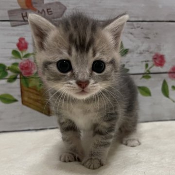 マンチカン(長足)【山梨県・男の子・2024年9月13日・ブルータビー】の写真「あま〜いマスクの王子さま！」