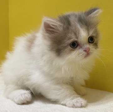 スコティッシュフォールド(立ち耳)【山梨県・女の子・2024年1月27日・ダイリュートキャリコ】の写真「可愛いお姫さま！」