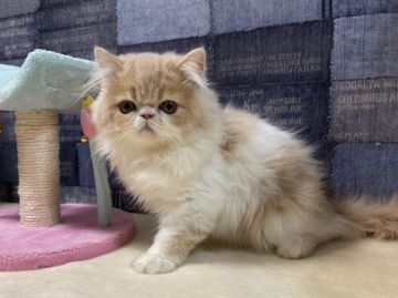 エキゾチックショートヘア【山梨県・男の子・2022年8月31日・クリーム&ホワイト】の写真「可愛いお顔の男の子！」
