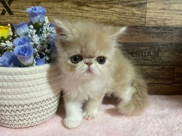 エキゾチックショートヘア【山梨県・女の子・2022年2月22日・クリーム&ホワイト(ロング)】の写真「可愛いお姫さま」