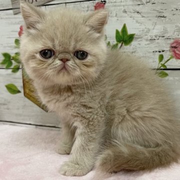 エキゾチックショートヘア【山梨県・男の子・2023年9月21日・クリーム】の写真「ムチコロの可愛い男の子」