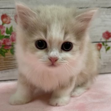 スコティッシュフォールド(立ち耳)【山梨県・女の子・2023年8月28日・クリーム&ホワイト】の写真「可愛い女の子です！」