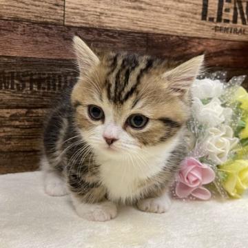 マンチカン(短足)【山梨県・男の子・2022年11月16日・ブラウンタビー&ホワイト】の写真「ムチコロ短足の僕ちゃんです！」