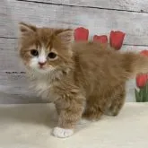 スコティッシュフォールド(立ち耳)【山梨県・男の子・2023年2月13日・レッド&ホワイト】の写真1