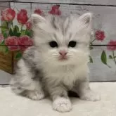 ミヌエット(長足)【山梨県・男の子・2024年9月10日・シルバータビー&ホワイト】の写真1