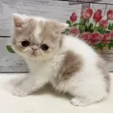 エキゾチックショートヘア【山梨県・男の子・2024年6月12日・クリーム&ホワイト】の写真1