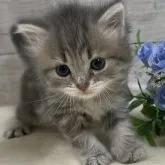 マンチカン(長足)【山梨県・女の子・2023年5月21日・ブルータビー&ホワイト】の写真1