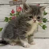 ミヌエット(長足)【山梨県・男の子・2024年1月31日・ブルータビー&ホワイト】の写真1