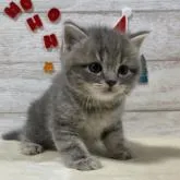 スコティッシュフォールド(立ち耳)【山梨県・男の子・2022年10月31日・ブルータビー(ショート)】の写真1