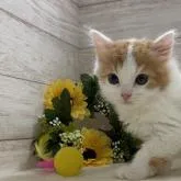 スコティッシュフォールド(立ち耳)【山梨県・男の子・2022年5月27日・レッド&ホワイト(ロング)】の写真1「8/2撮影」