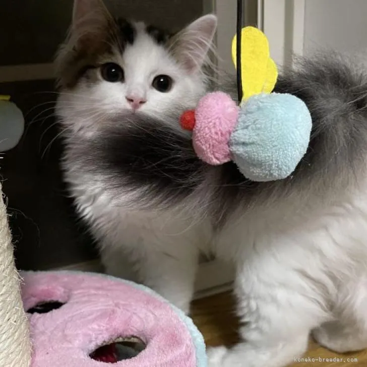 ID：2207-00314の子猫