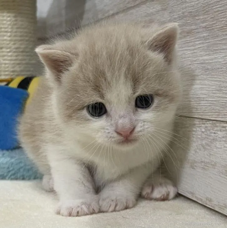 ID：2207-01264の子猫