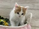 スコティッシュフォールド(立ち耳)【山梨県・男の子・2022年5月27日・レッド&ホワイト(ロング)】の写真2