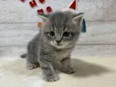 スコティッシュフォールド(立ち耳)【山梨県・男の子・2022年10月31日・ブルータビー(ショート)】の写真3