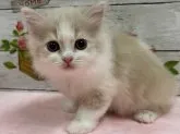 スコティッシュフォールド(立ち耳)【山梨県・女の子・2023年8月28日・クリーム&ホワイト】の写真3