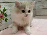 スコティッシュフォールド(立ち耳)【山梨県・女の子・2023年8月28日・クリーム&ホワイト】の写真5