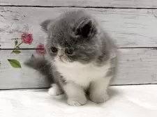 エキゾチックショートヘア【山梨県・女の子・2025年11月2日・ブルー&ホワイト】の写真11