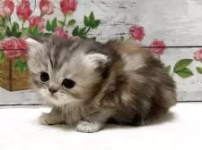 ミヌエット(長足)【山梨県・女の子・2025年9月22日・ブラウンパッチドタビー&ホワイト】の写真12