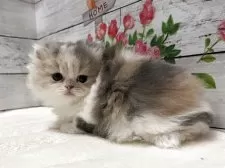 ミヌエット(長足)【山梨県・女の子・2025年9月2日・ダイリュートキャリコ】の写真14