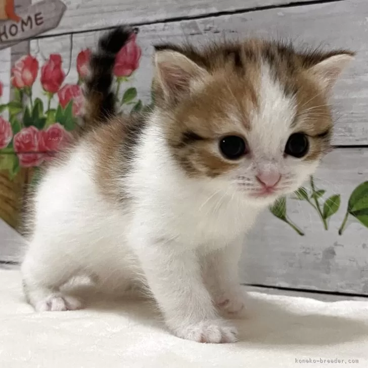 ID:2508-00166の子猫