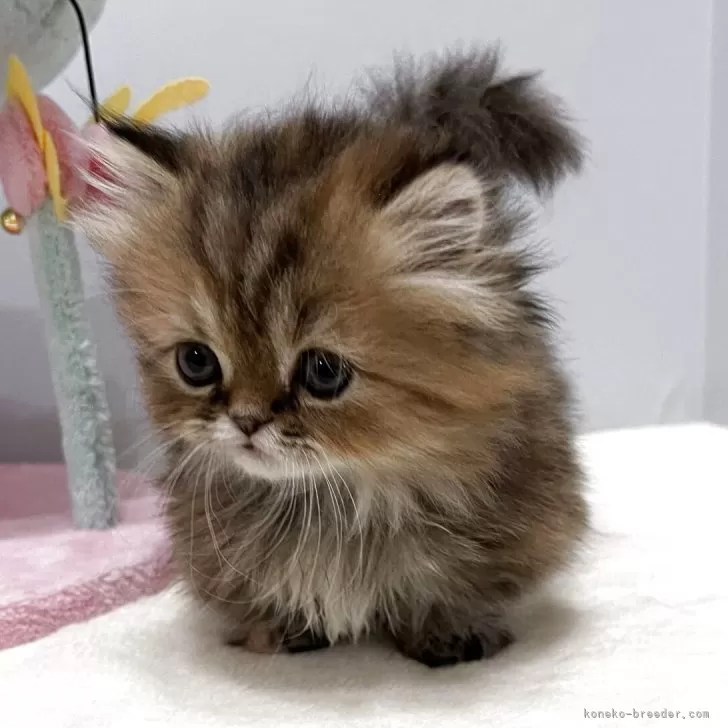 ID：2506-00955の子猫
