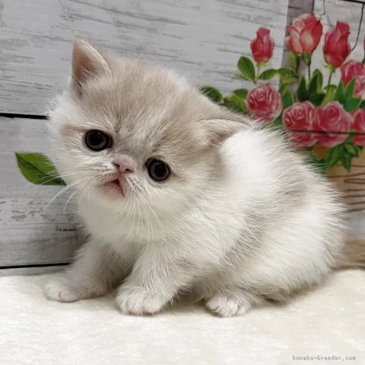 ID：2505-03056の子猫