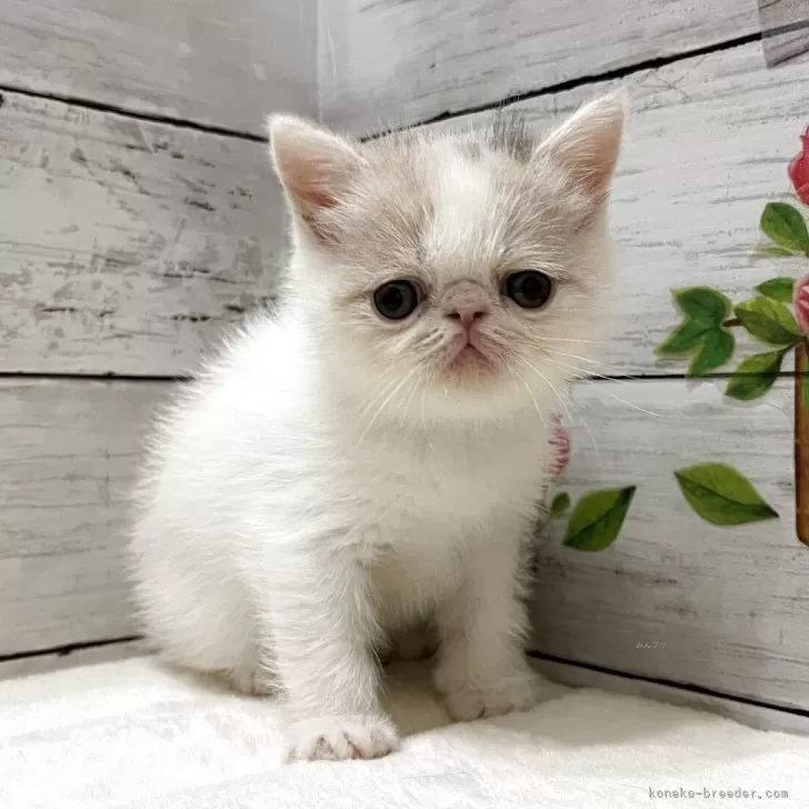 ID:2505-03047の子猫
