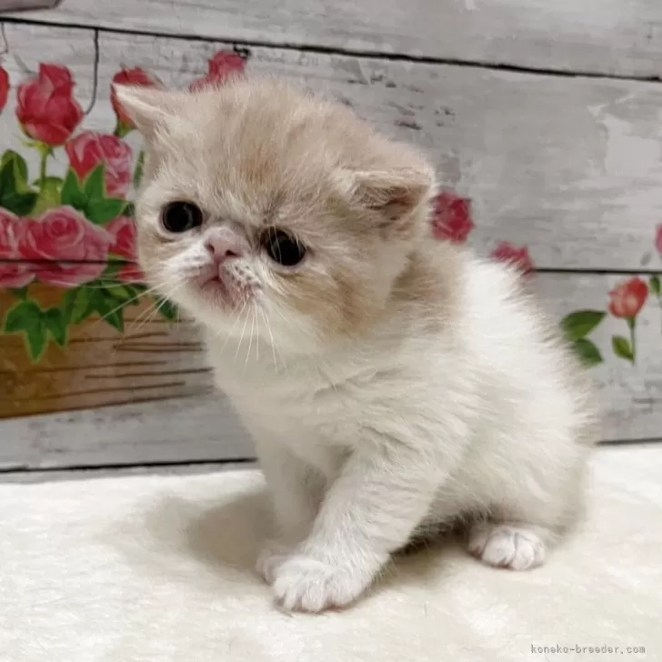 ID：2505-02462の子猫