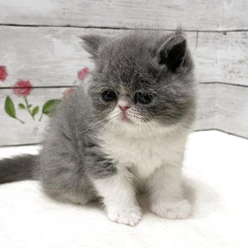 エキゾチックショートヘア【山梨県・女の子・2025年11月2日・ブルー&ホワイト】の写真「可愛い女の子です♡」