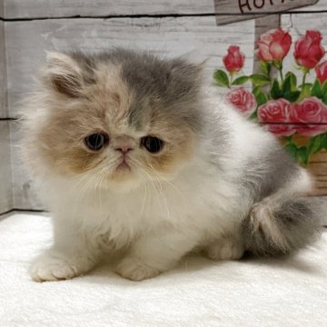 エキゾチックショートヘア【山梨県・女の子・2025年9月3日・ダイリュートキャリコ(ロング)】の写真「可愛いフワモコちゃんです♡」