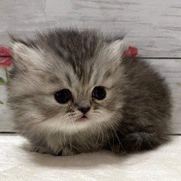 ミヌエット(短足)【山梨県・女の子・2025年11月22日・シルバーパッチドタビー】の写真「キュートな女の子です♡」