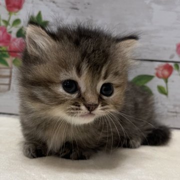 マンチカン(短足)【山梨県・女の子・2025年7月16日・ブラウンタビー】の写真「極短足のお姫さまです♡」