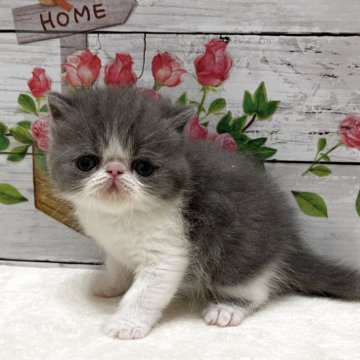 エキゾチックショートヘア【山梨県・男の子・2025年4月10日・ブルーホワイト】の写真「綺麗なハチワレくん！」