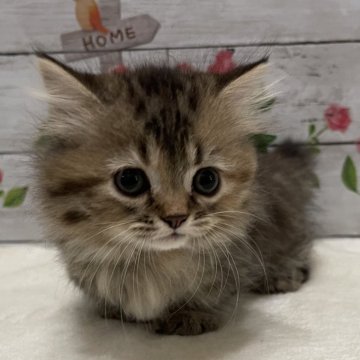 マンチカン(短足)【山梨県・女の子・2025年7月16日・ブラウンタビー】の写真「極短足のお姫さまです♡」