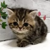 ミヌエット(長足)