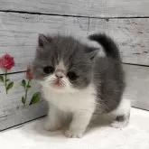 エキゾチックショートヘア